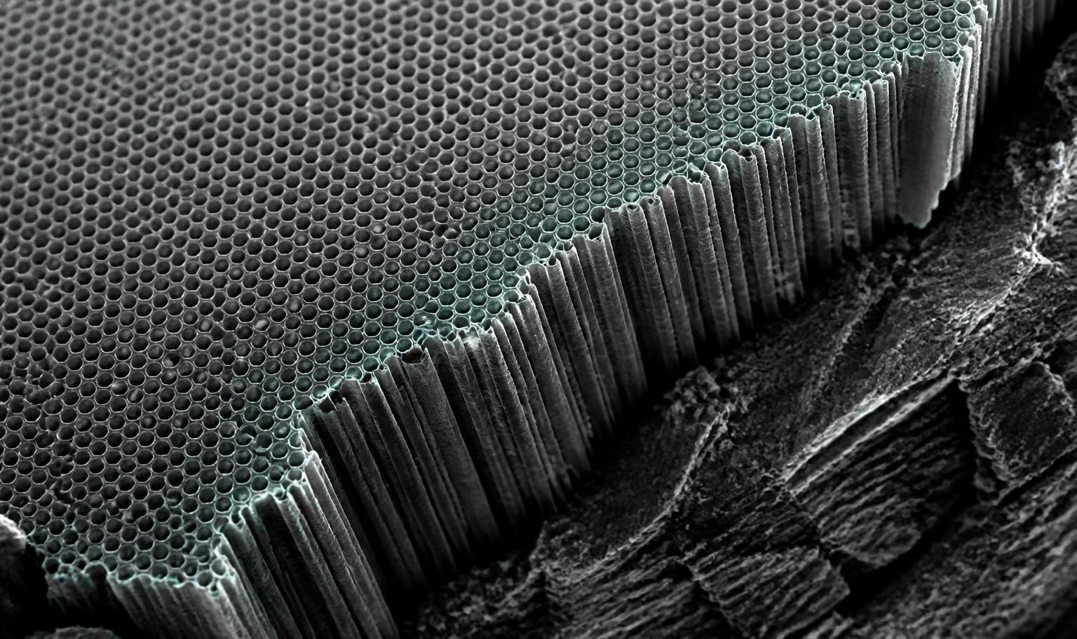 Electron micrograph showing the hexagonal pores and deep channels of anodic aluminium oxide